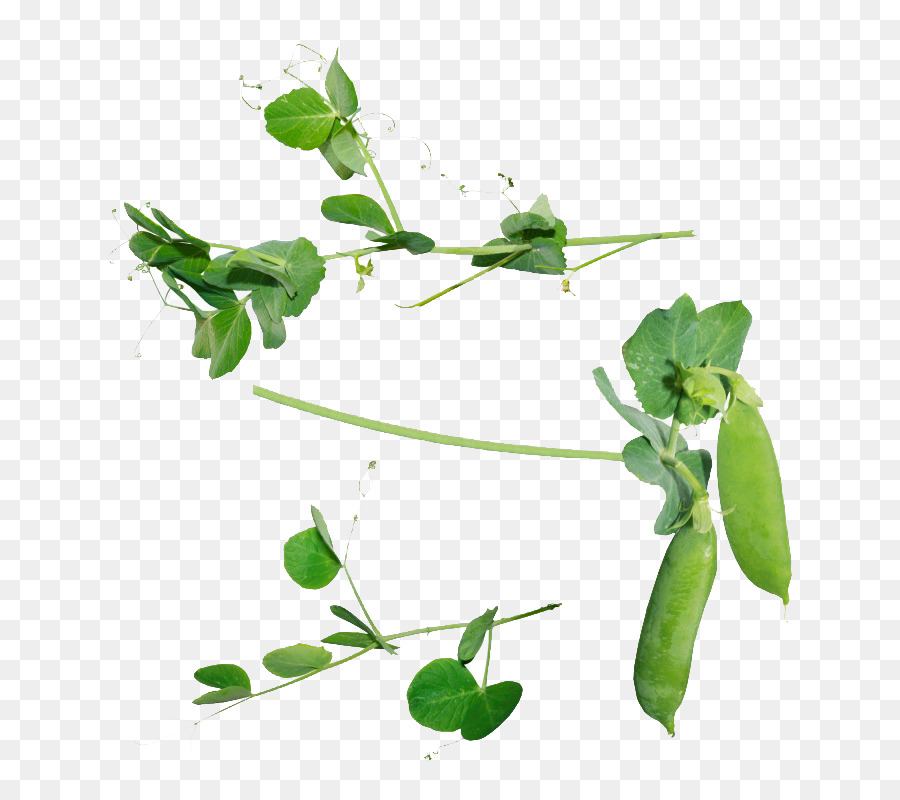 Snow Pea，Photoscape PNG