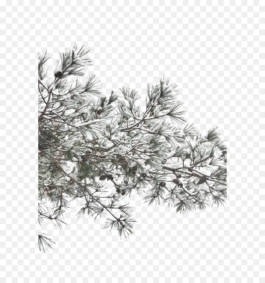 Nieve，árbol PNG