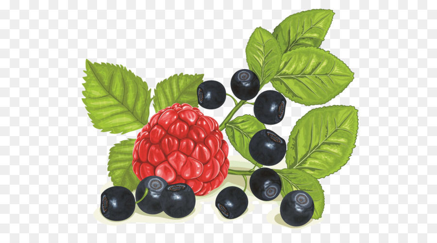 Berry，Frambuesa PNG