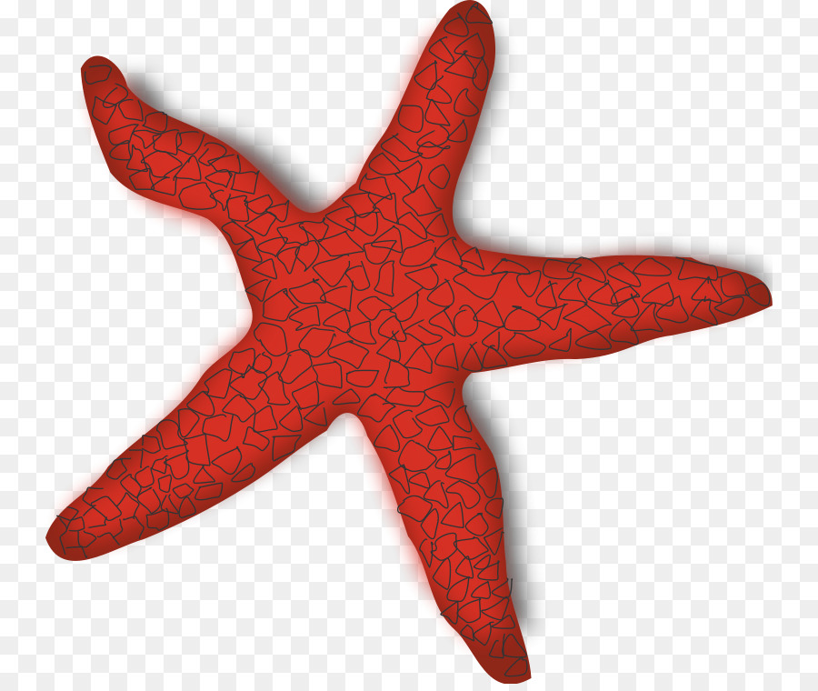 Estrella De Mar Roja，Marina PNG