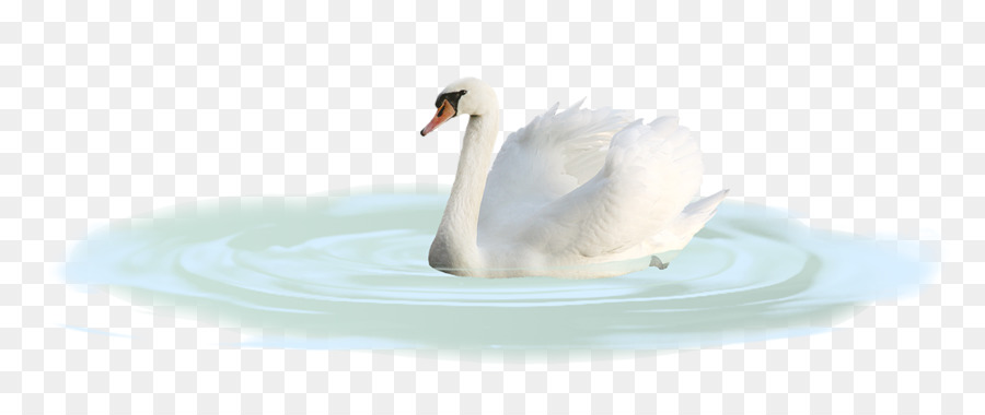 Cisne，Agua PNG