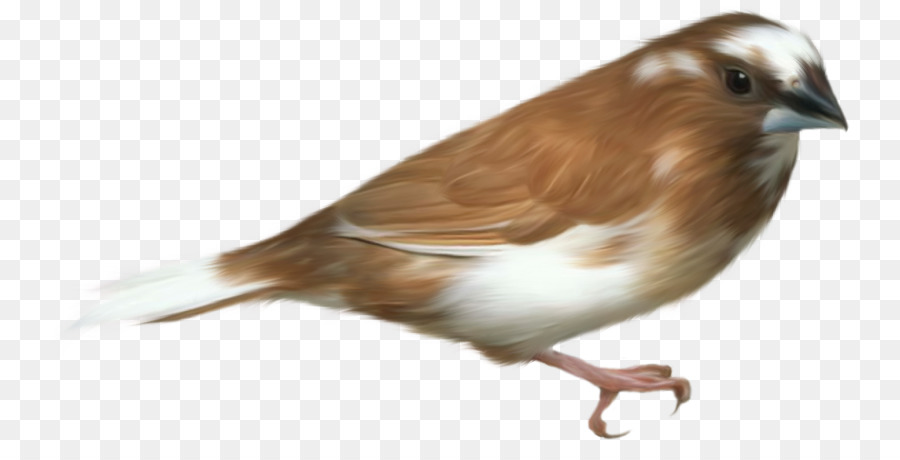 Pájaro Marrón，Plumas PNG