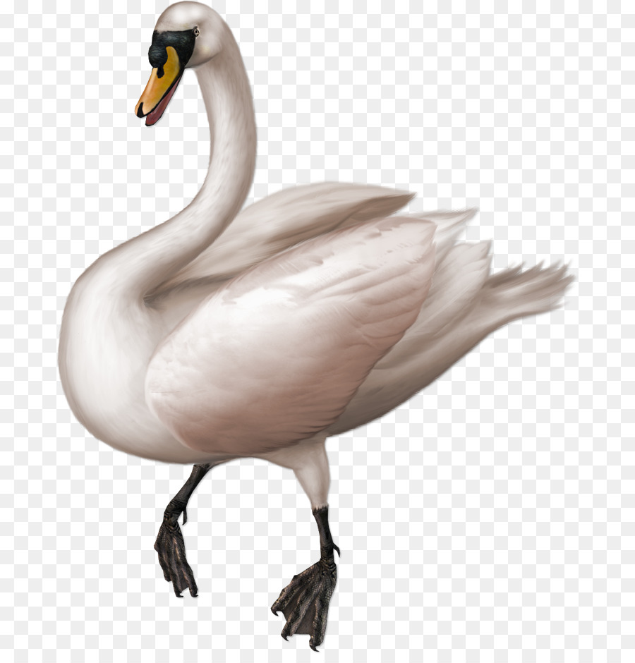 Cisne，Blanco PNG