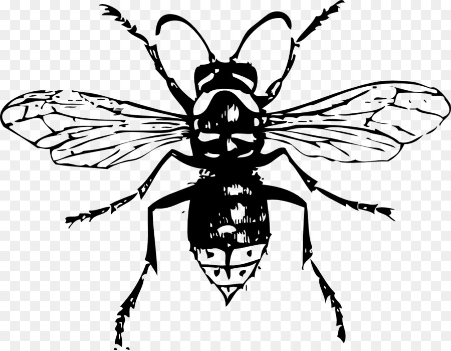 Abeja，Insecto PNG