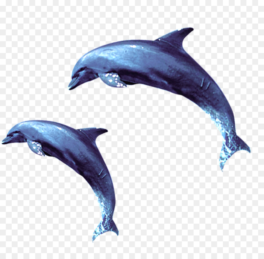 Shortbeaked Delfín Común，Wholphin PNG