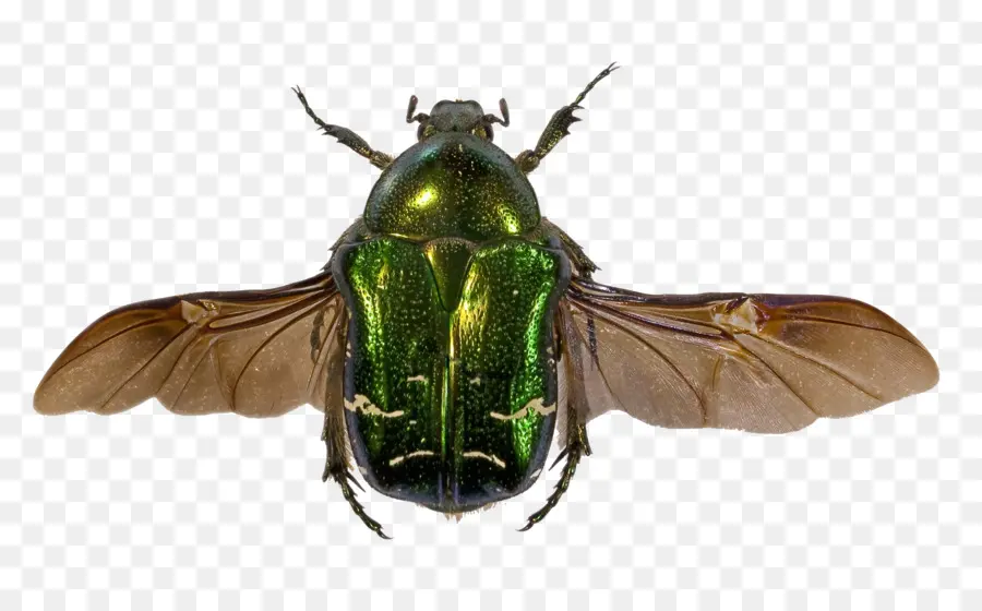 Escarabajo，Flor De Chafer PNG