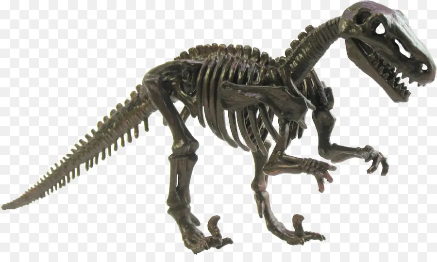 Plateosaurus，Tyrannosaurus PNG