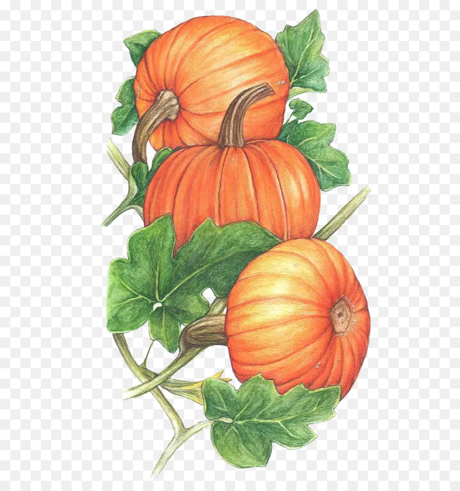 Calabaza，Cucurbita PNG