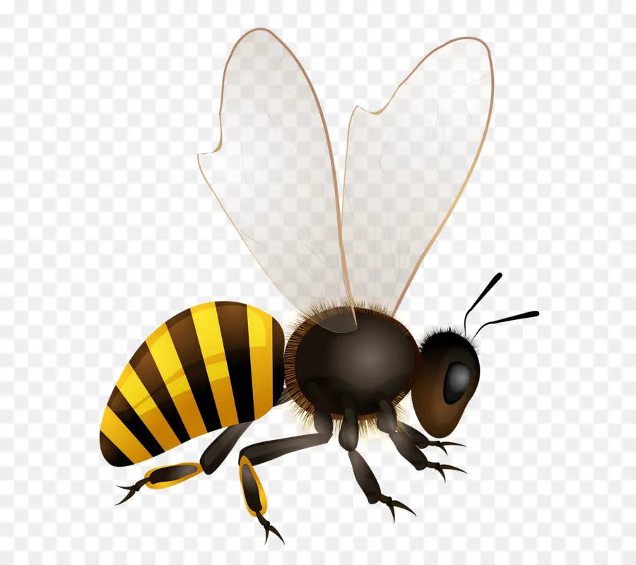 Abeja，Hornet PNG