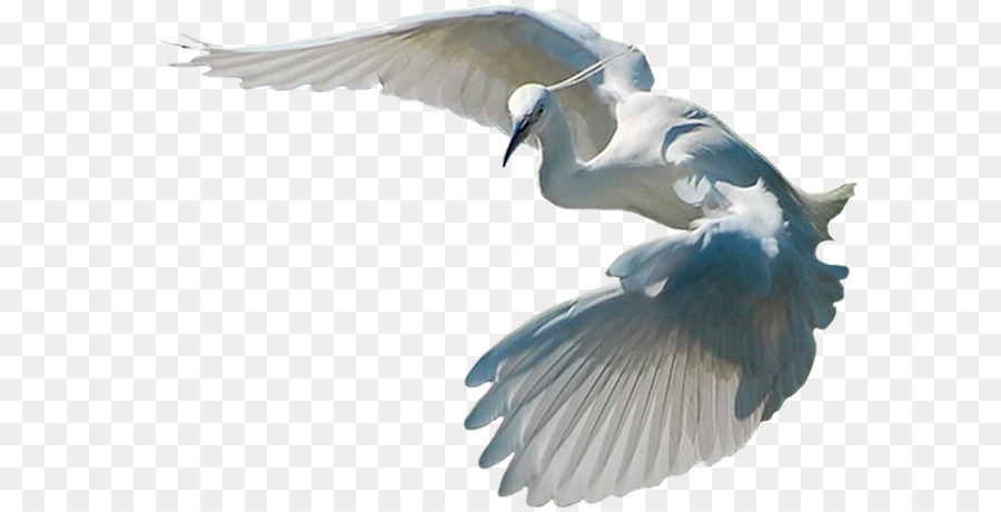 Pájaro Blanco，Vuelo PNG