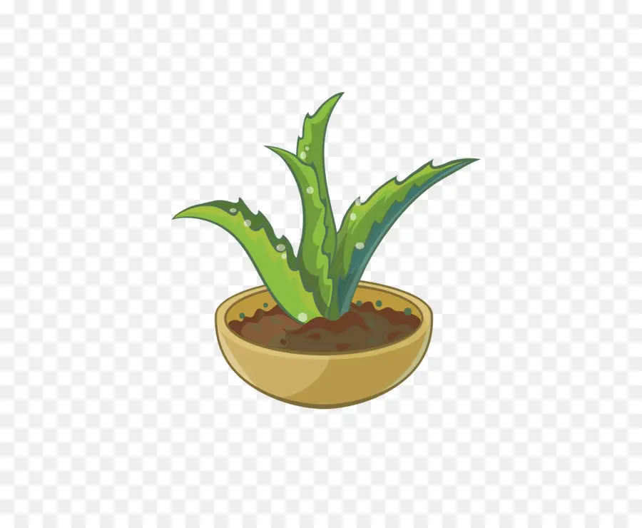 Aloe，De Dibujos Animados PNG