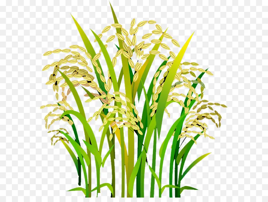 Arroz，Oryza Sativa PNG