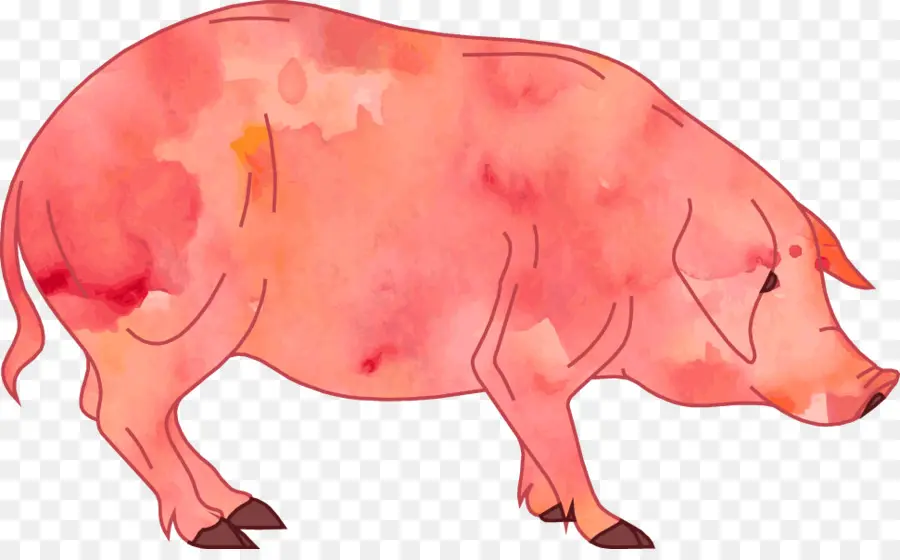 Cerdo，De Dibujos Animados PNG
