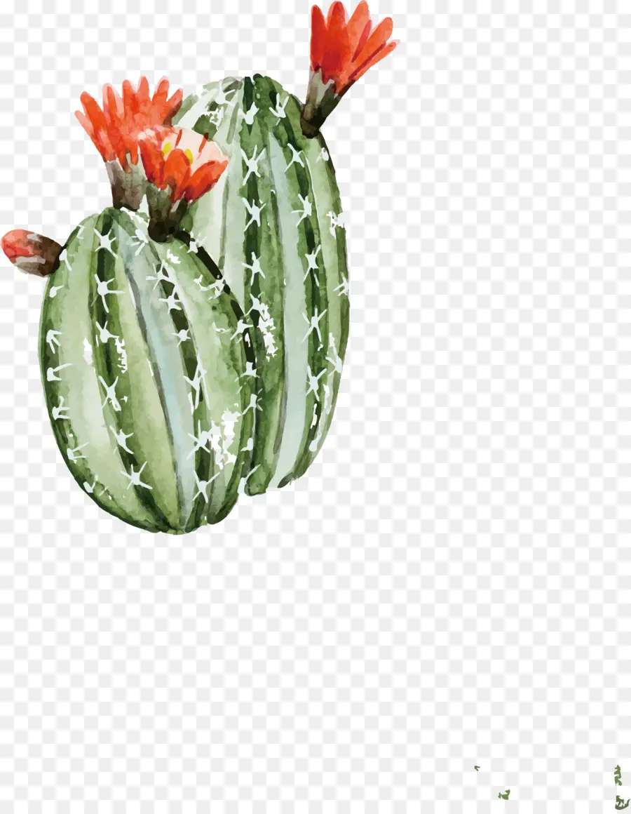 Cactaceae，Pintura A La Acuarela PNG