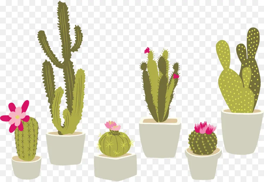 Cactaceae，Planta De Interior PNG