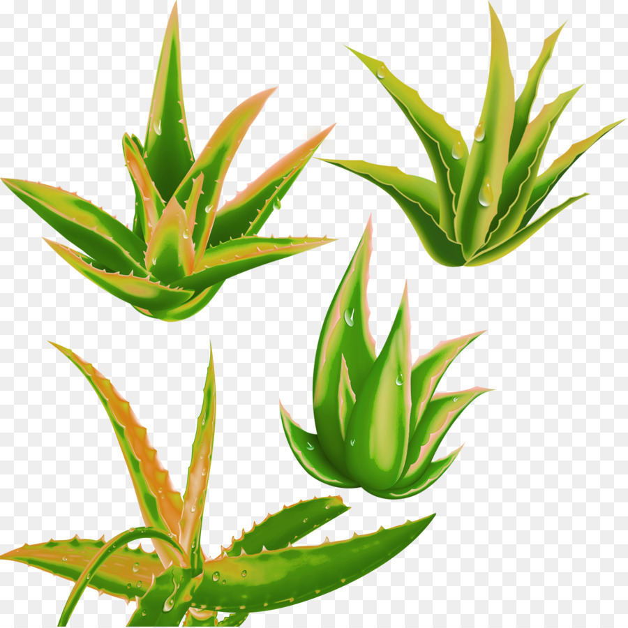 Aloe Vera，Planta PNG