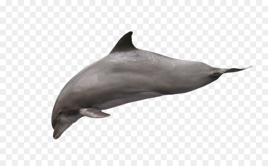 Dolfín Común，Marsopa PNG