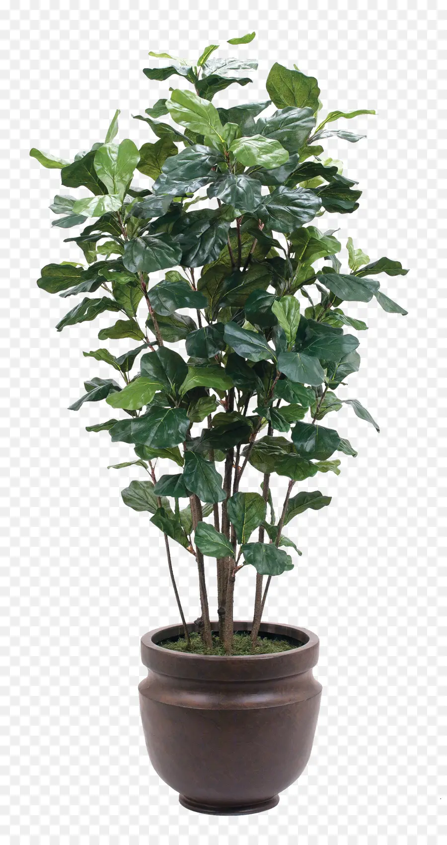 Planta，Maceta PNG