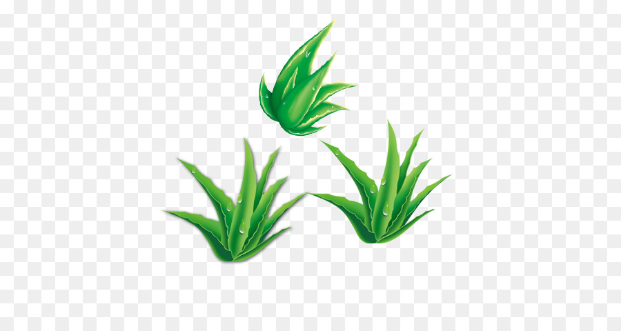 Aloe Vera，Verde PNG