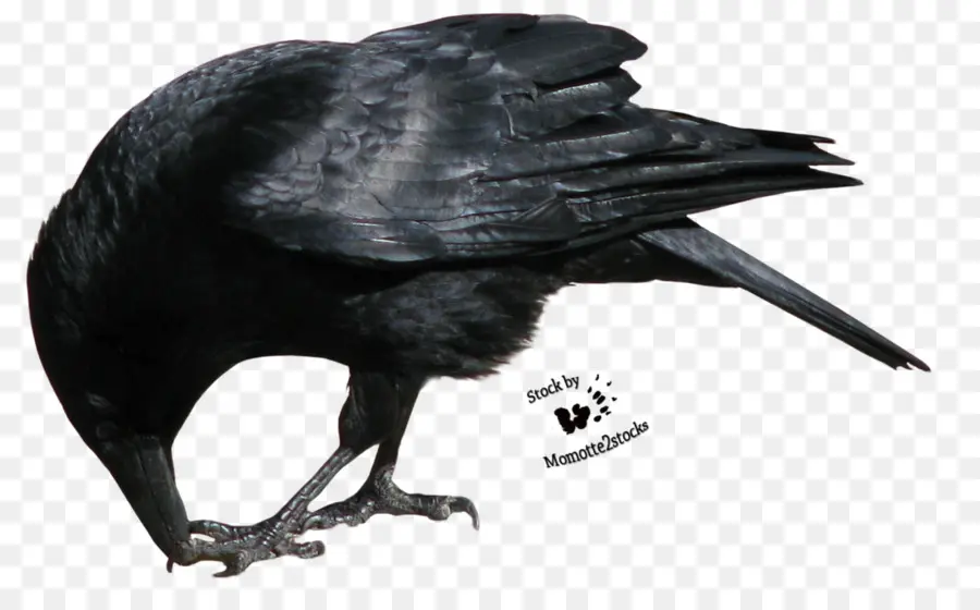 Raven Común，Cuervo PNG