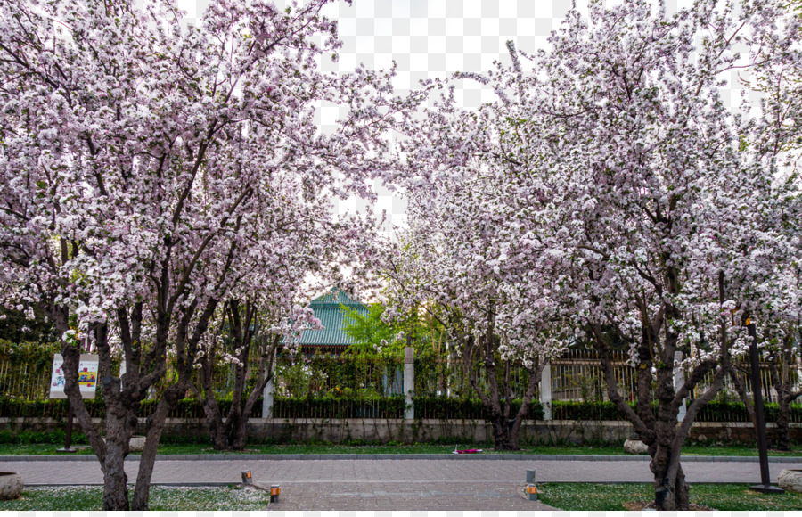 El Parque De Beihai，Parque PNG