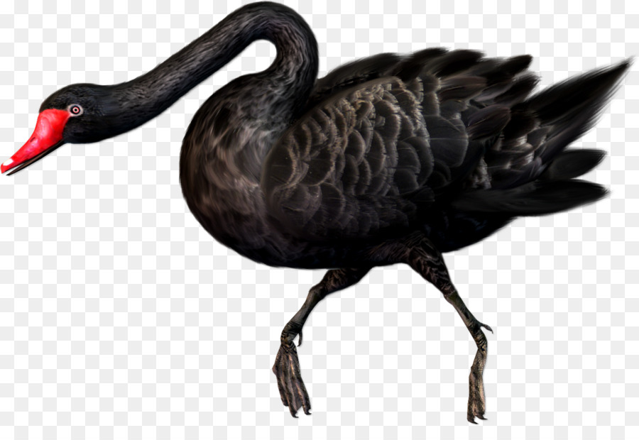 Cisne Negro，Pájaro PNG