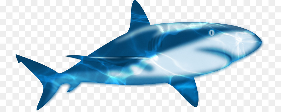 Tiburón，Animación PNG