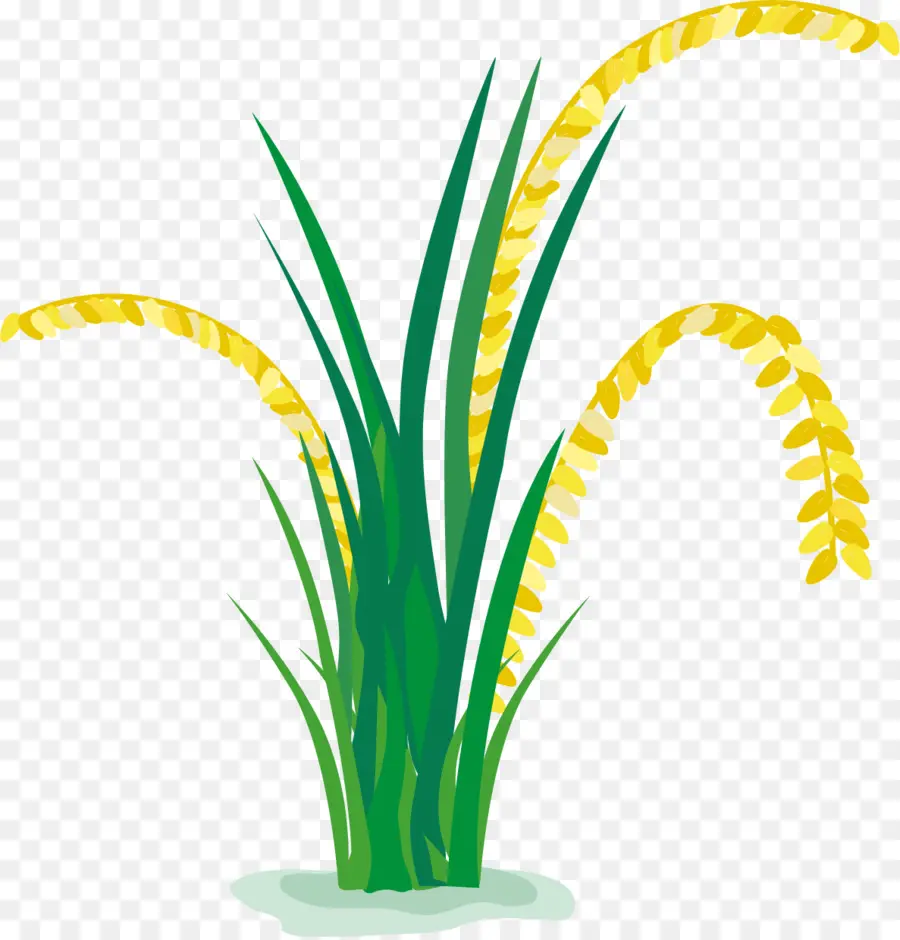 Planta De Arroz Con Libélulas，Agricultura PNG