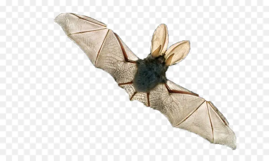 Bat，2048 PNG