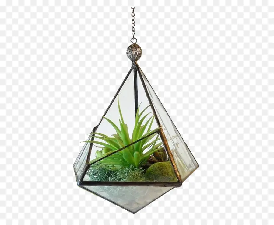 Terrario Colgante，Planta PNG