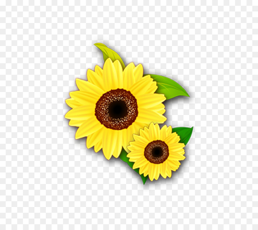 Común De Girasol，Amarillo PNG