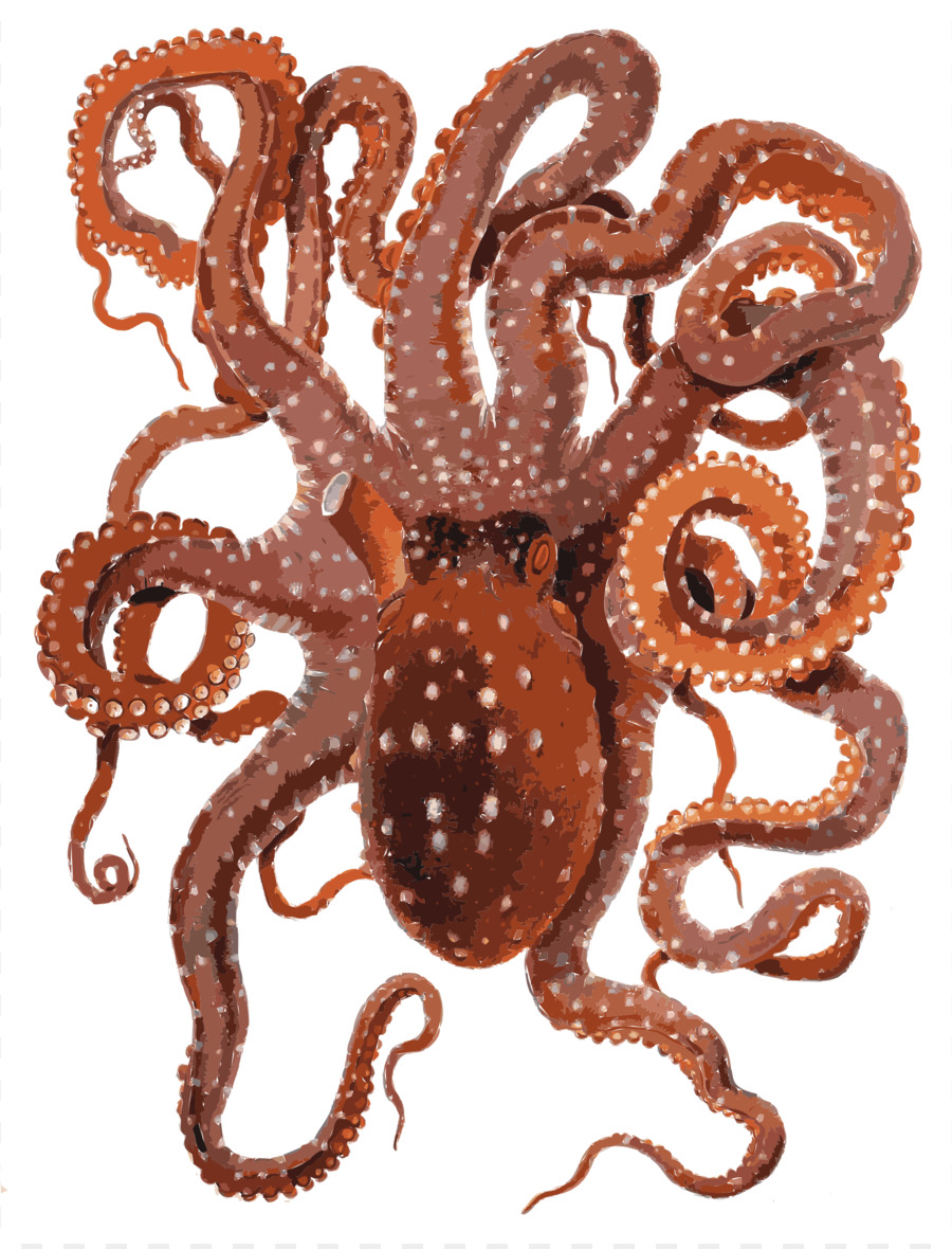 Pulpo，Callistoctopus Macropus PNG