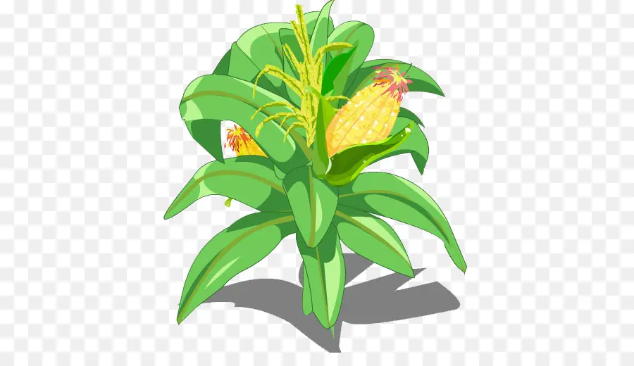 Planta De Maiz，Maíz PNG