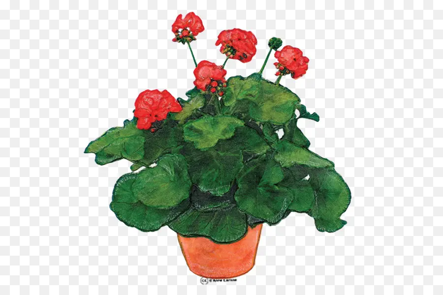 Geranium Molle，Geranium Robertianum PNG