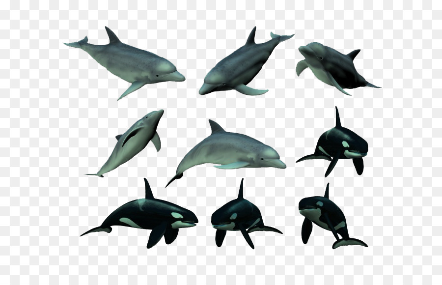 Delfines，Marina PNG