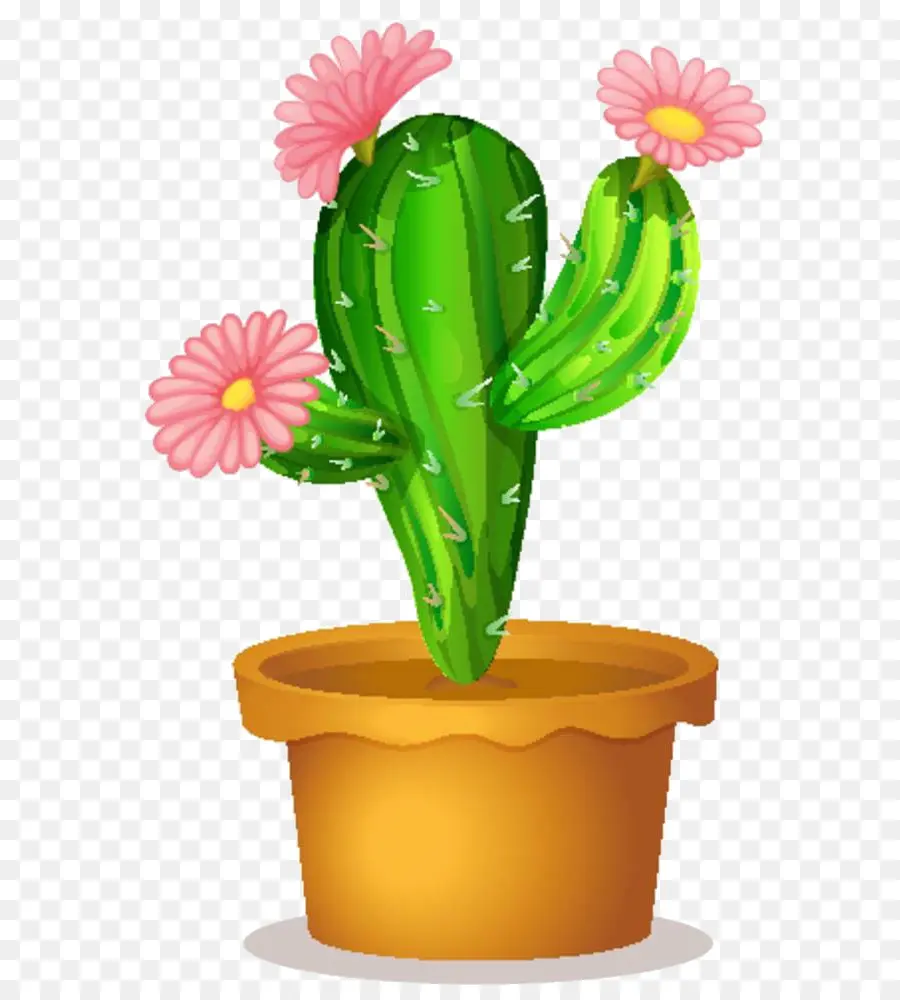 Cactaceae，Planta PNG