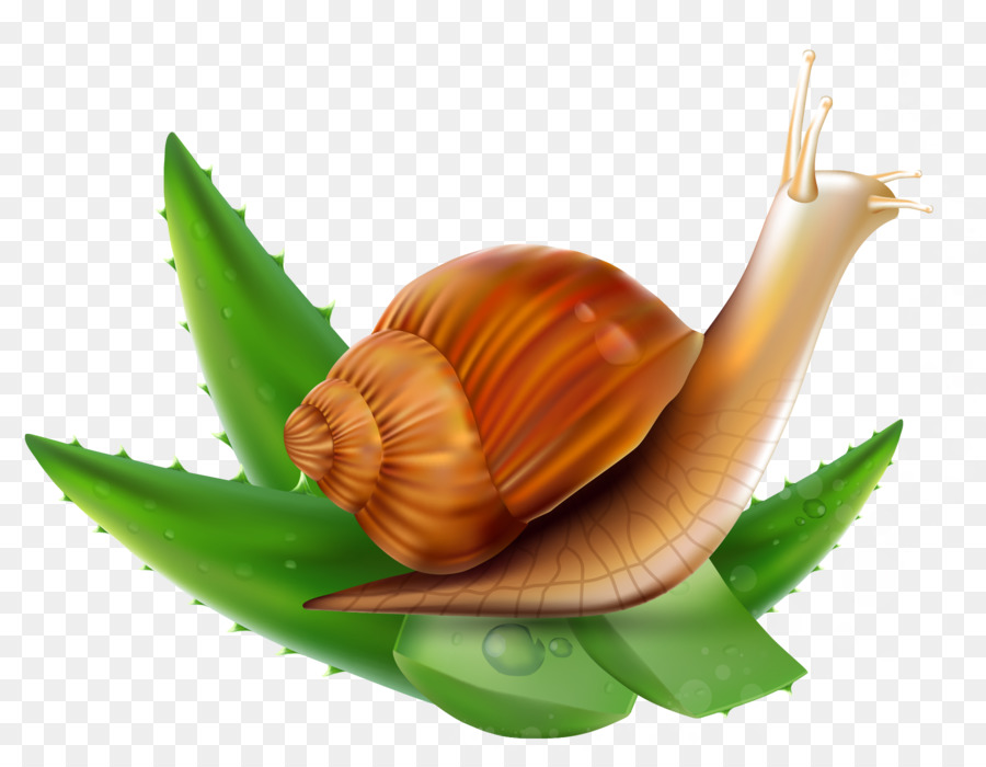 Caracol，Orthogastropoda PNG