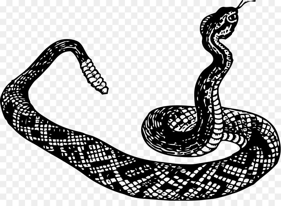 La Serpiente，La Serpiente De Cascabel PNG