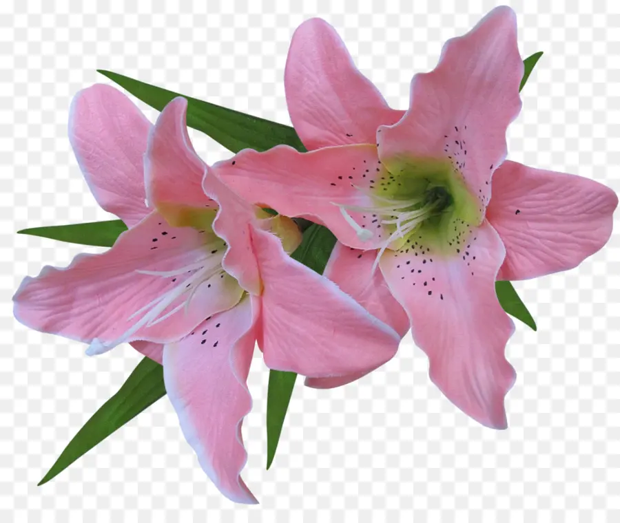 Tiger Lily，Lirio De Pascua PNG