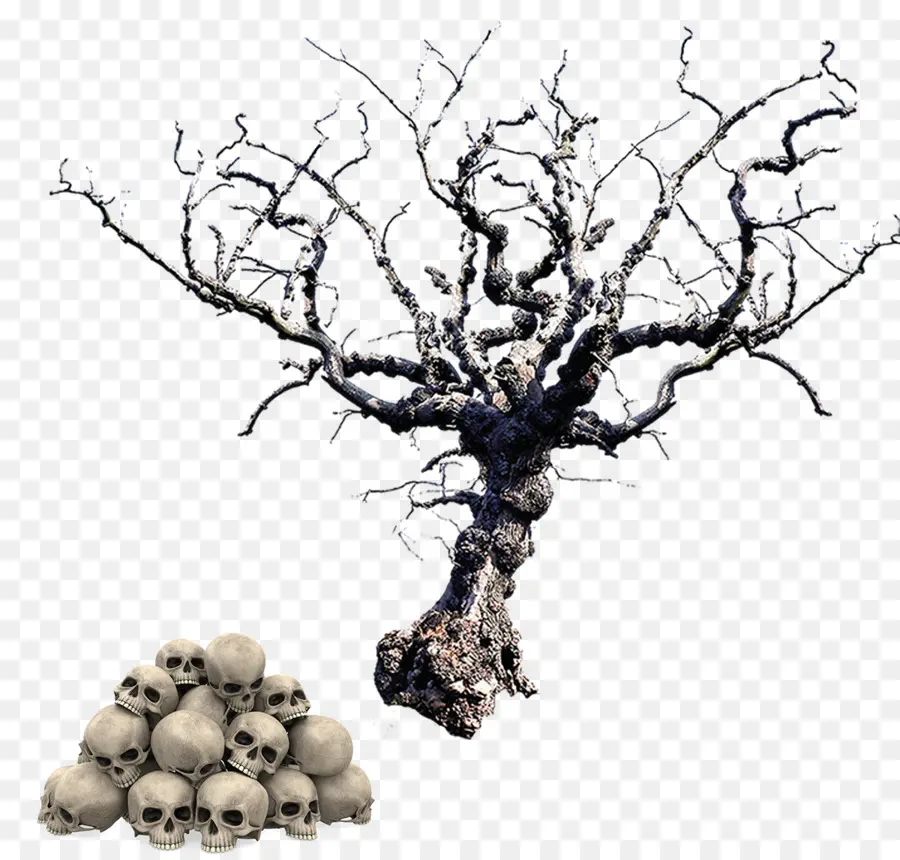 árbol，Tronco PNG