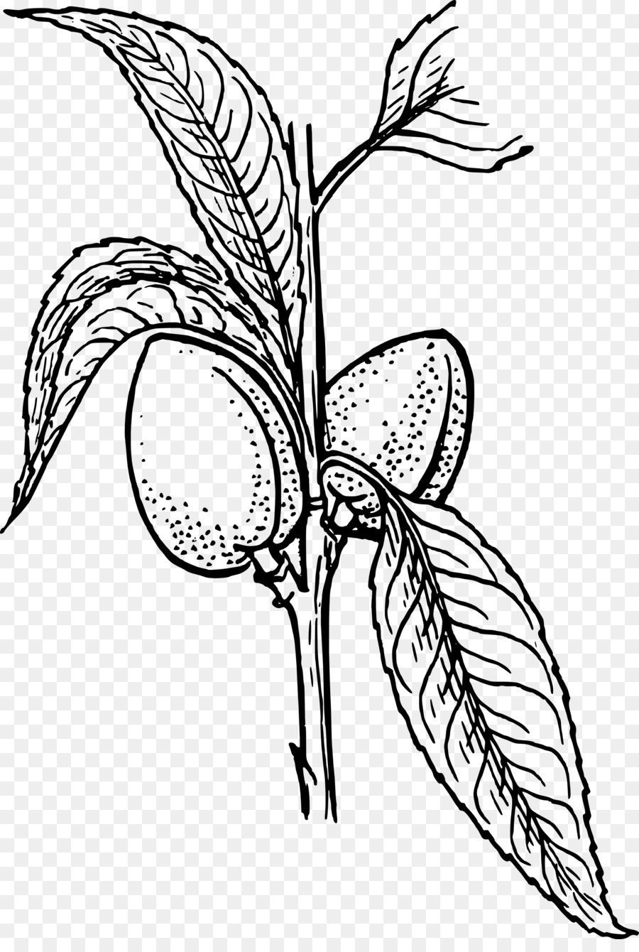 Planta，Gráficos Vectoriales Escalables PNG