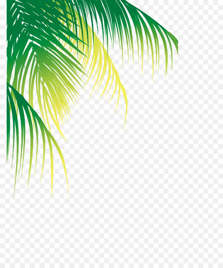 Agua De Coco，Coco PNG