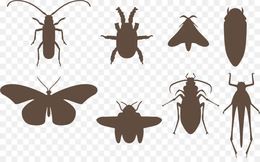 Polilla，Cucaracha PNG