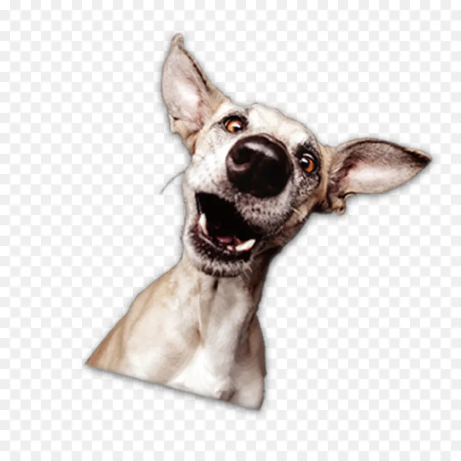 Perro Feliz，Mascota PNG