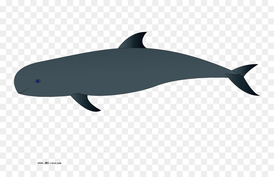 Ballena，Melon Encabezado Ballena PNG