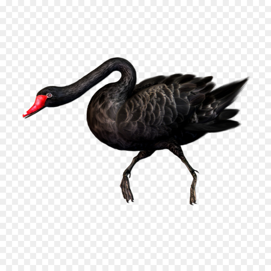 Cisne Negro，Pájaro PNG