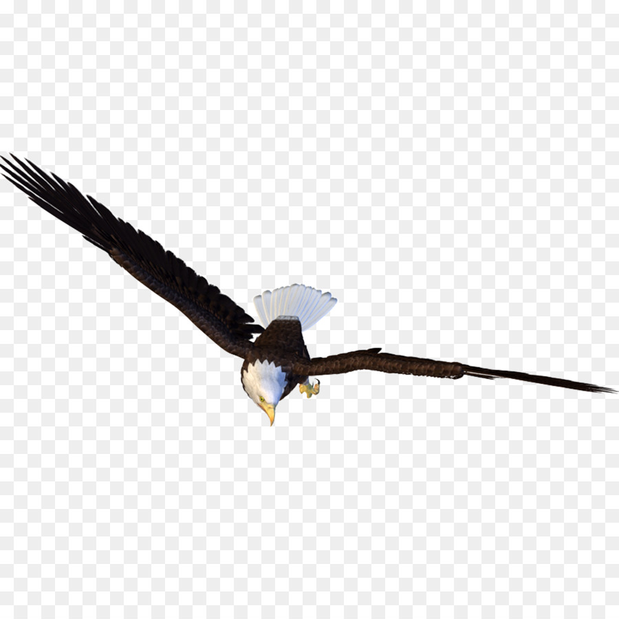 Pájaro，Vuelo PNG