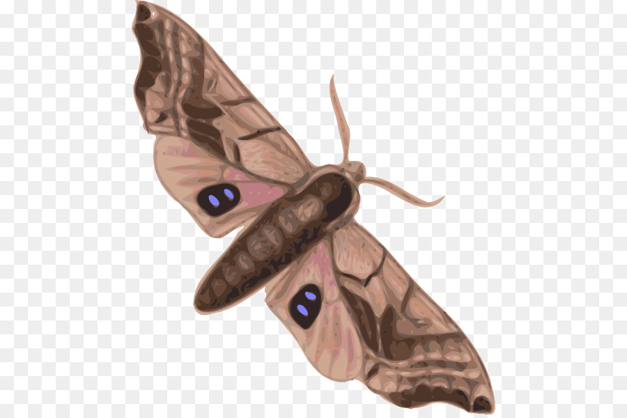 Mariposa，Polilla PNG