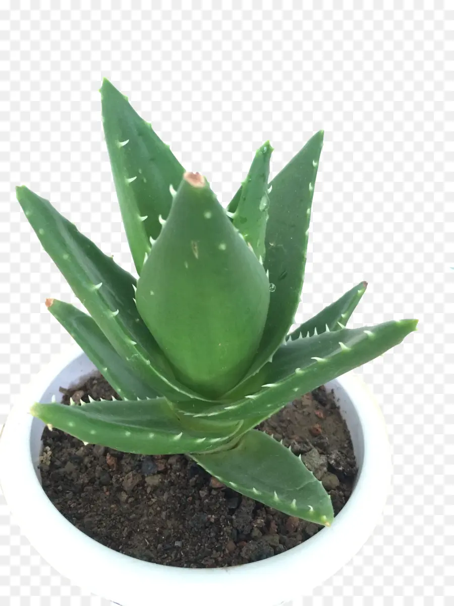 Aloe Vera，Planta PNG