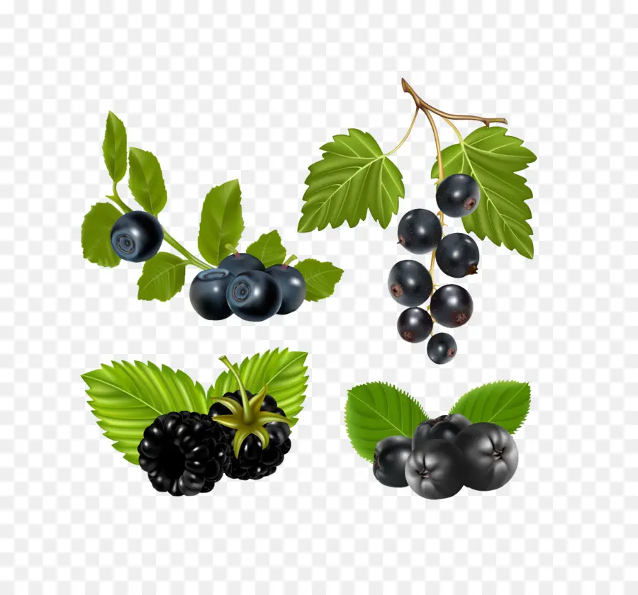 Moras，Hojas PNG